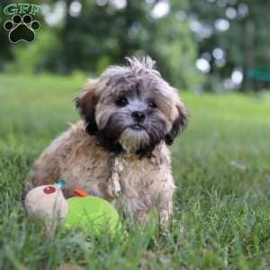 Bryce, Lhasa Apso Puppy